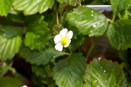 Image of woodland strawberry