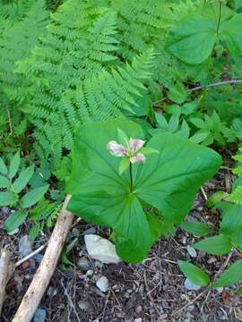 Image of Pacific trillium