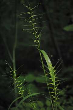 Image of Eastern Bottle-Brush Grass