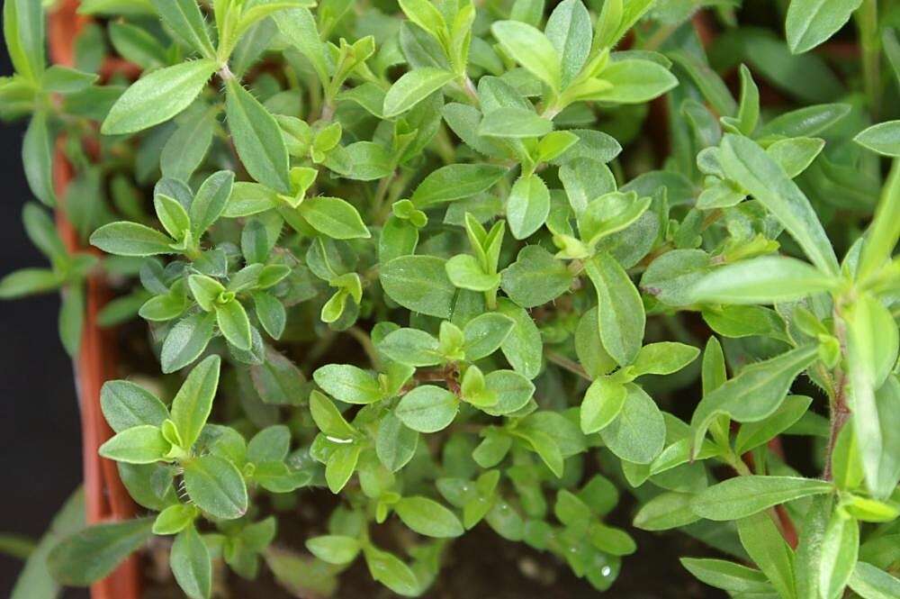 Image of perennial savory