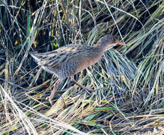 Image of Rallus obsoletus obsoletus Ridgway 1874