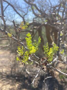 Image of Bursera exequielii León de la Luz