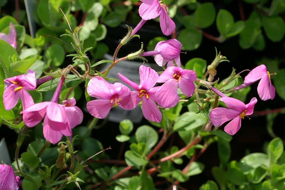 Image of creeping phlox