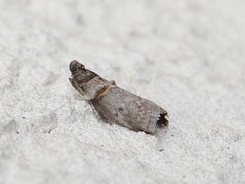 Image of Hickory Shoot Borer Moth