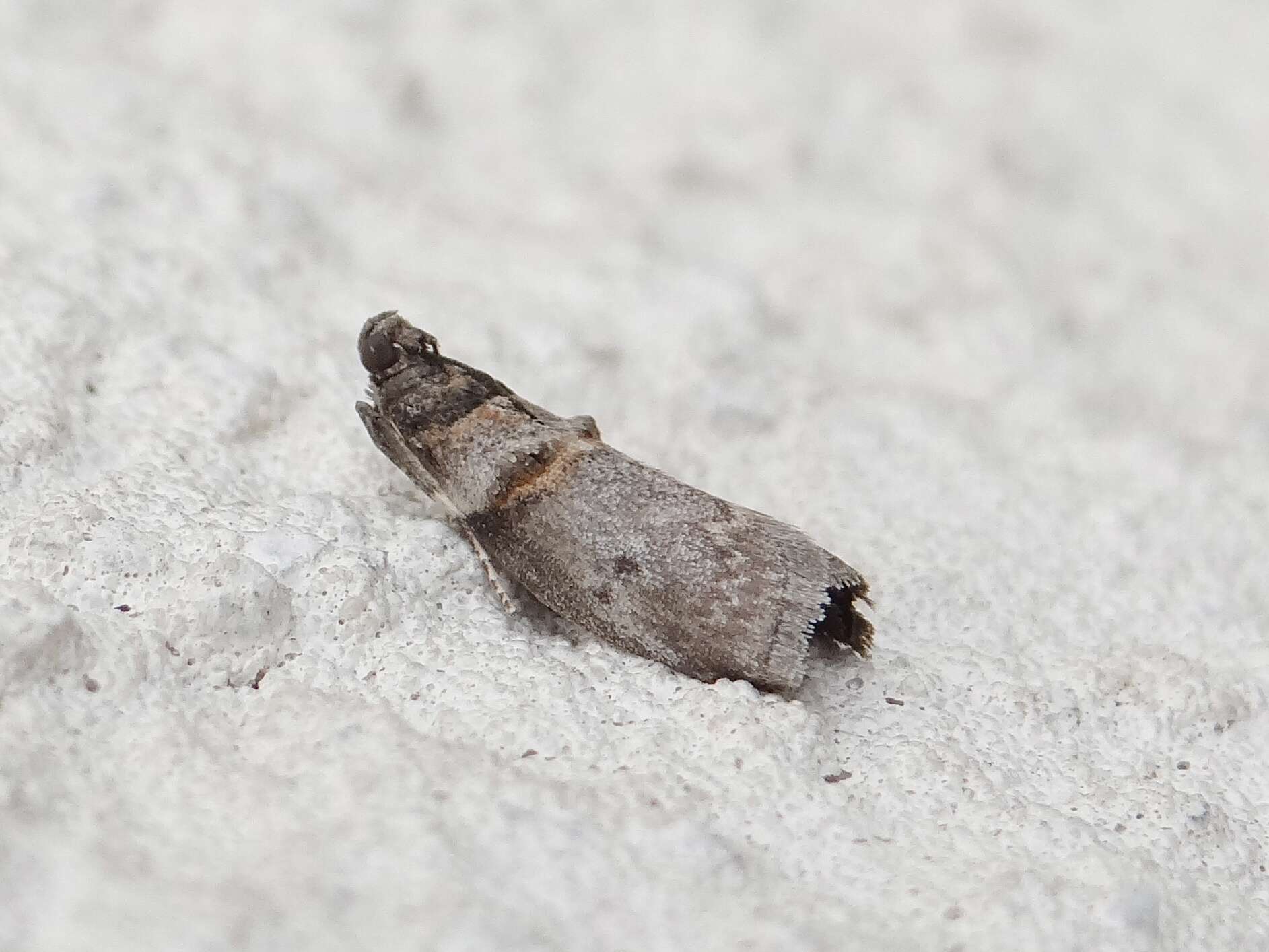 Image de Acrobasis caryae Grote 1881