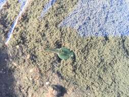 Image of Triops australiensis (Spencer & Hall 1896)