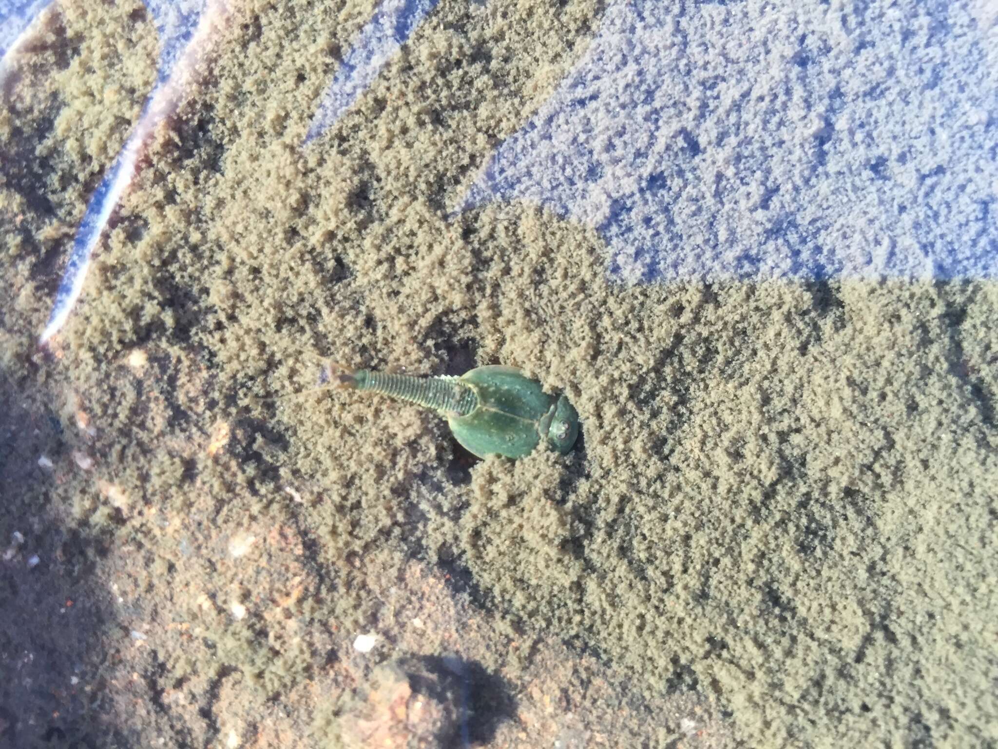 Sivun Triops australiensis (Spencer & Hall 1896) kuva