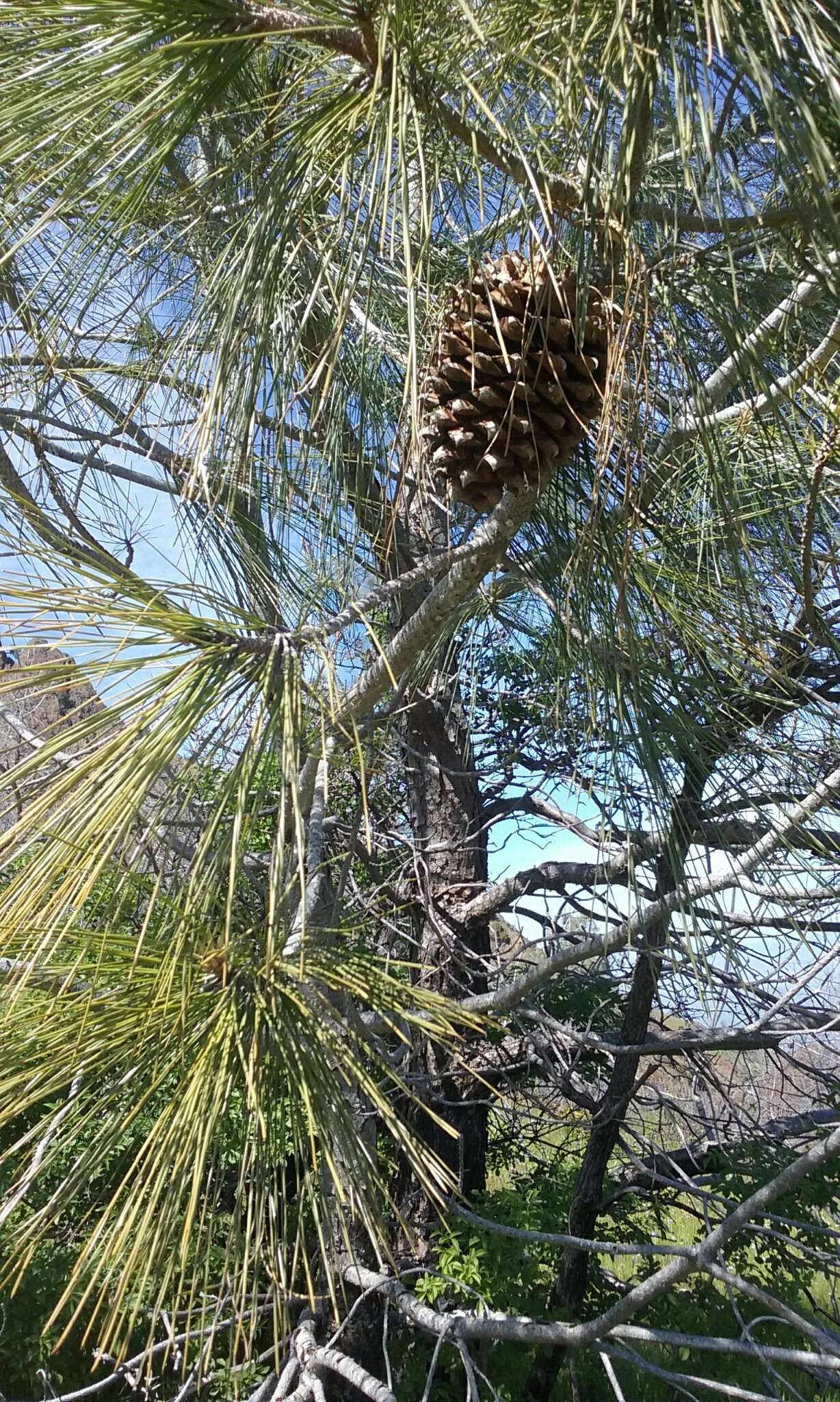 Image of Bull Pine