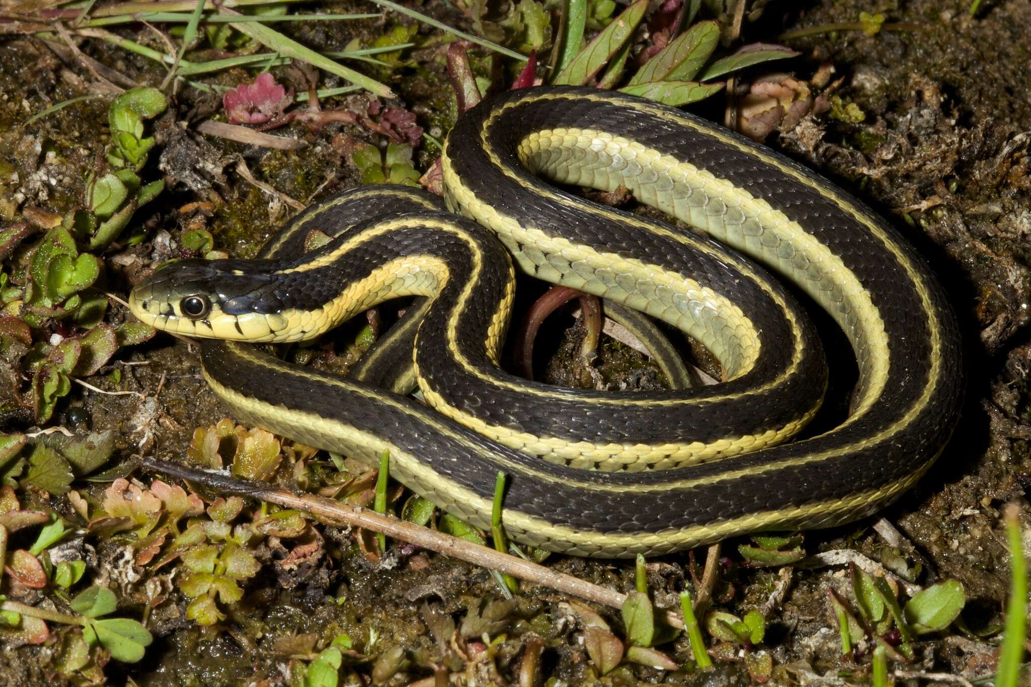 Image of Thamnophis elegans hueyi Van Denburgh & Slevin 1923