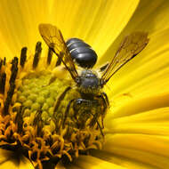 Image de Andrena aliciae Robertson 1891