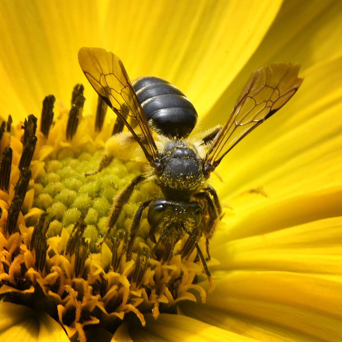 Image de Andrena aliciae Robertson 1891