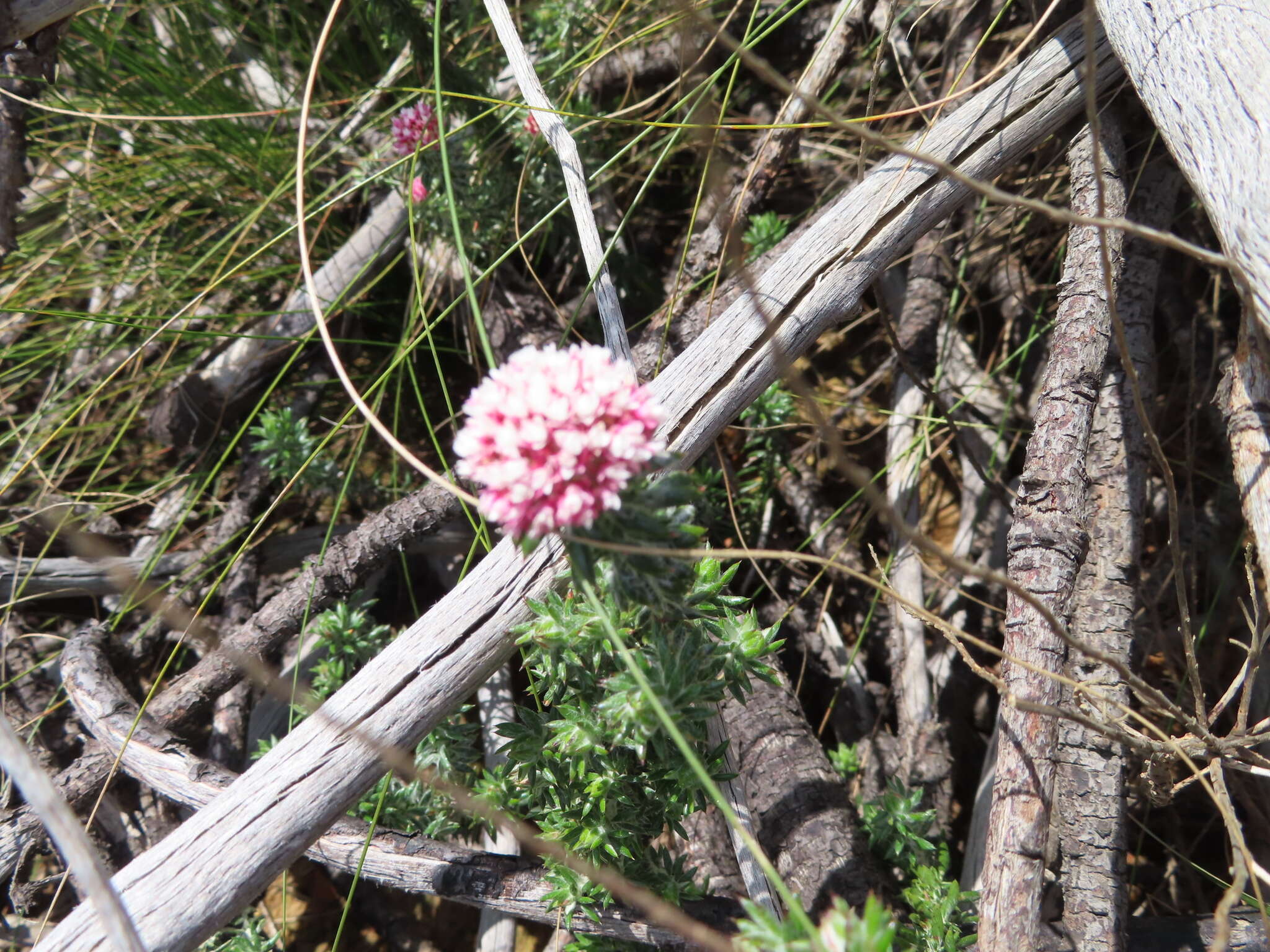 Image of Metalasia erubescens DC.