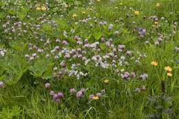 Trifolium pratense var. frigidum Gaudin resmi