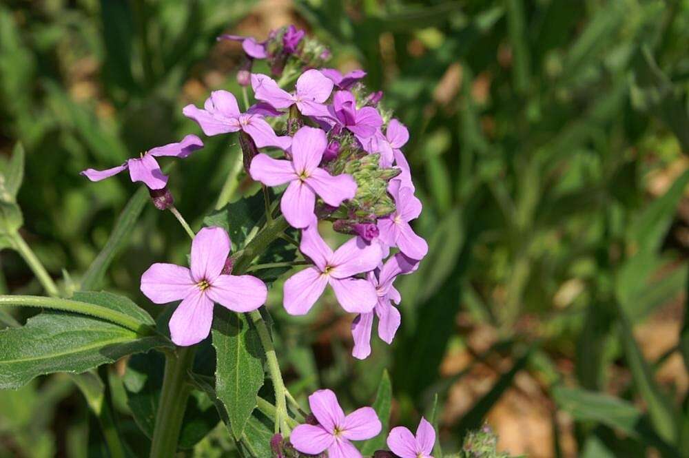 Imagem de Hesperis matronalis L.