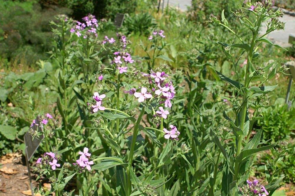 Imagem de Hesperis matronalis L.