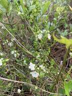 Image of hairy laurel