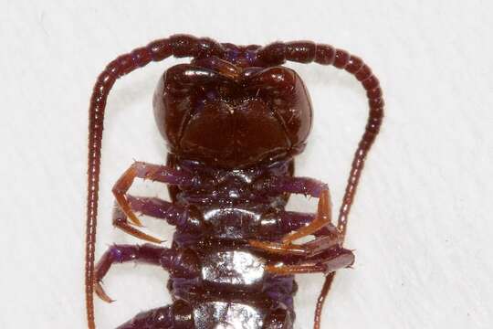 Image of Lithobius peregrinus Latzel 1880