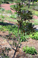 Image of strawberry tree