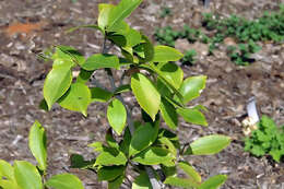 Image of Sasanqua camellia