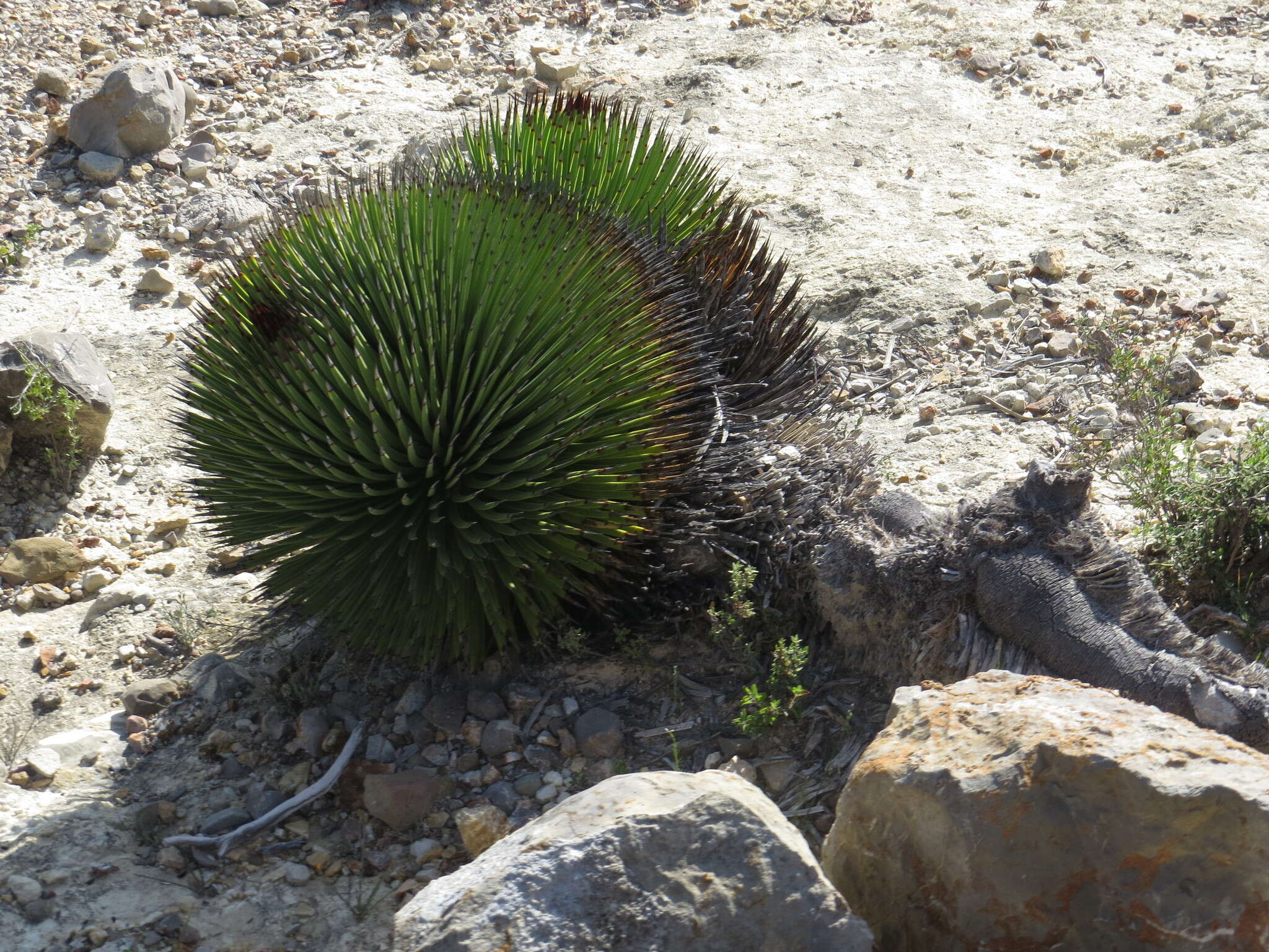 Image of Hedgehog Agave