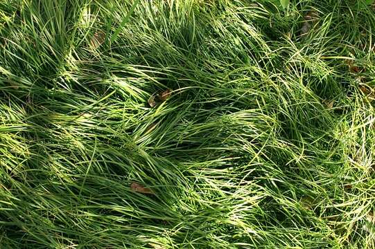 Image of Mondo Grass