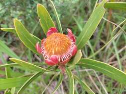 Image of Protea simplex E. Phillips