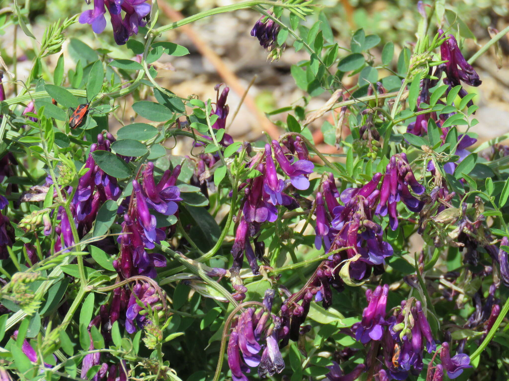 Imagem de Vicia villosa subsp. varia (Host) Corb.