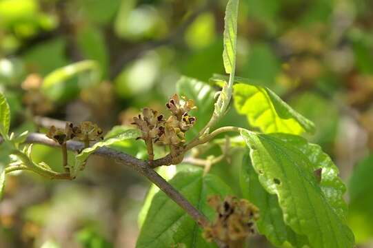 Image of American witchhazel