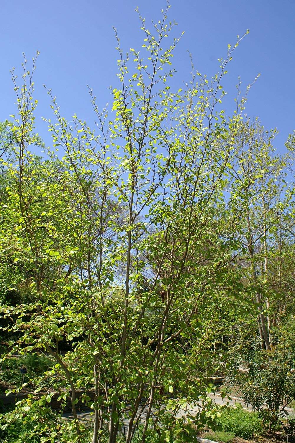 Imagem de Hamamelis virginiana L.