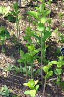 Image of Indian-hemp