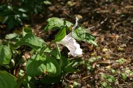 Imagem de Trillium grandiflorum (Michx.) Salisb.