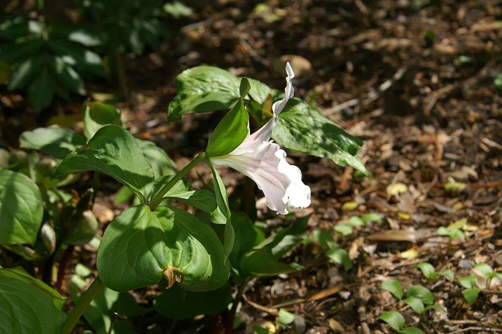 Image of White trillium