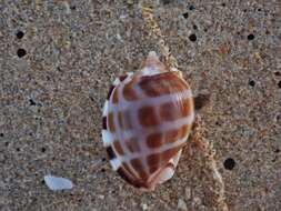 Image of checkered bonnet