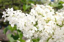 Image of Syringa oblata Lindl.