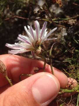 Image de Malacothrix saxatilis var. implicata (Eastw.) H. M. Hall