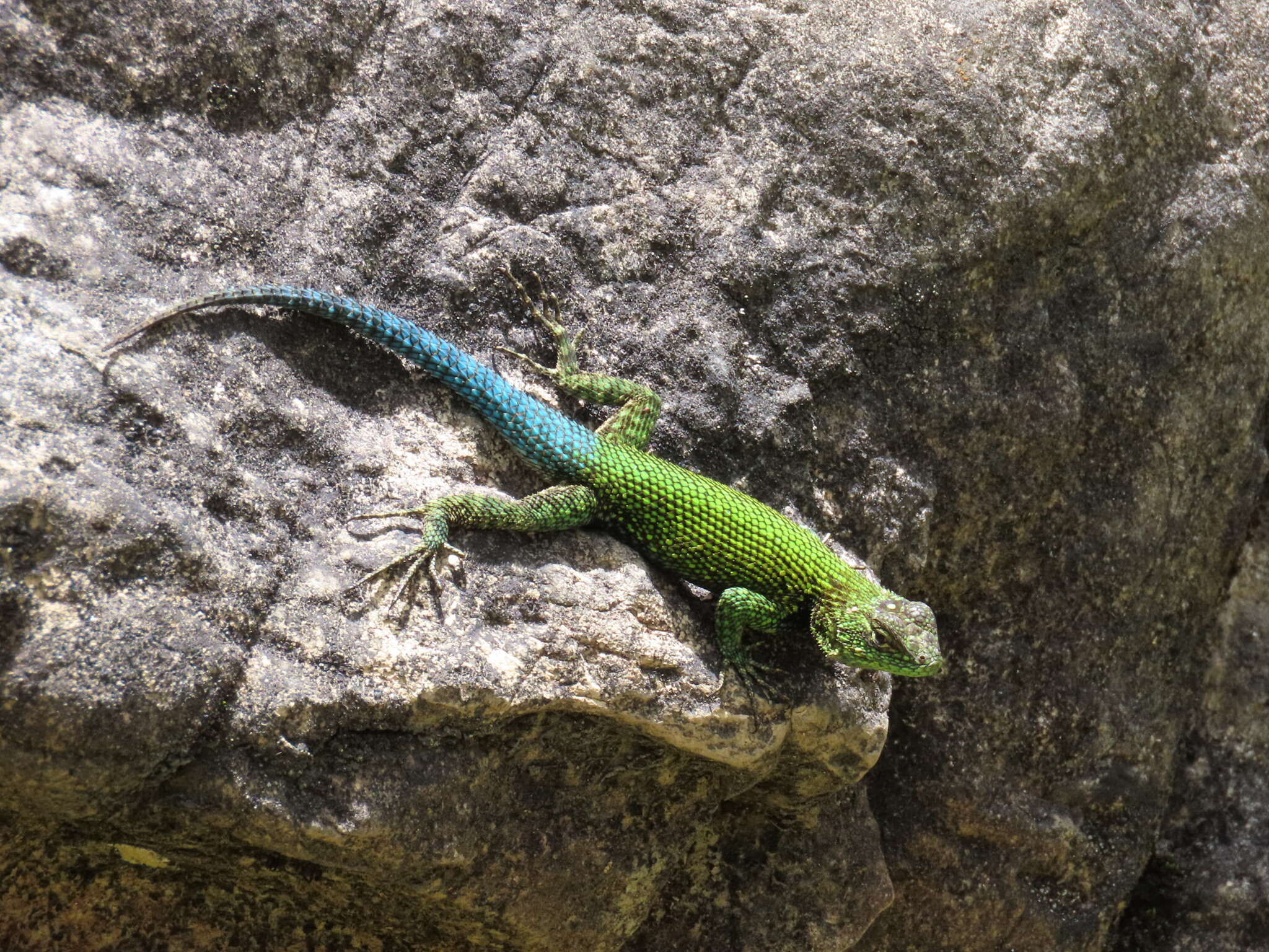 Image of Sceloporus taeniocnemis Cope 1885