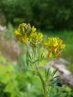 Medicago sativa subsp. varia (Martyn) Arcang.的圖片