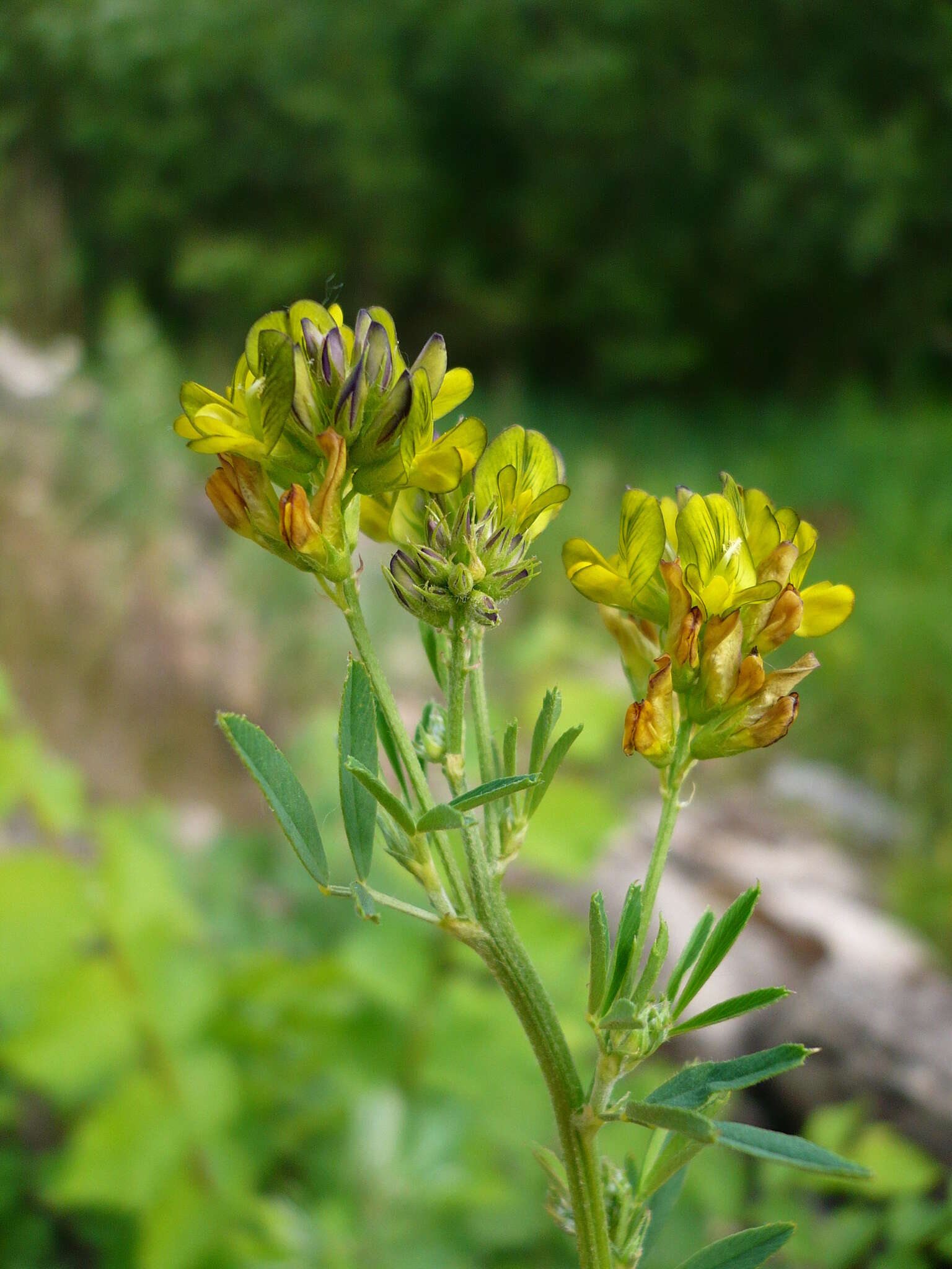 Medicago sativa subsp. varia (Martyn) Arcang.的圖片