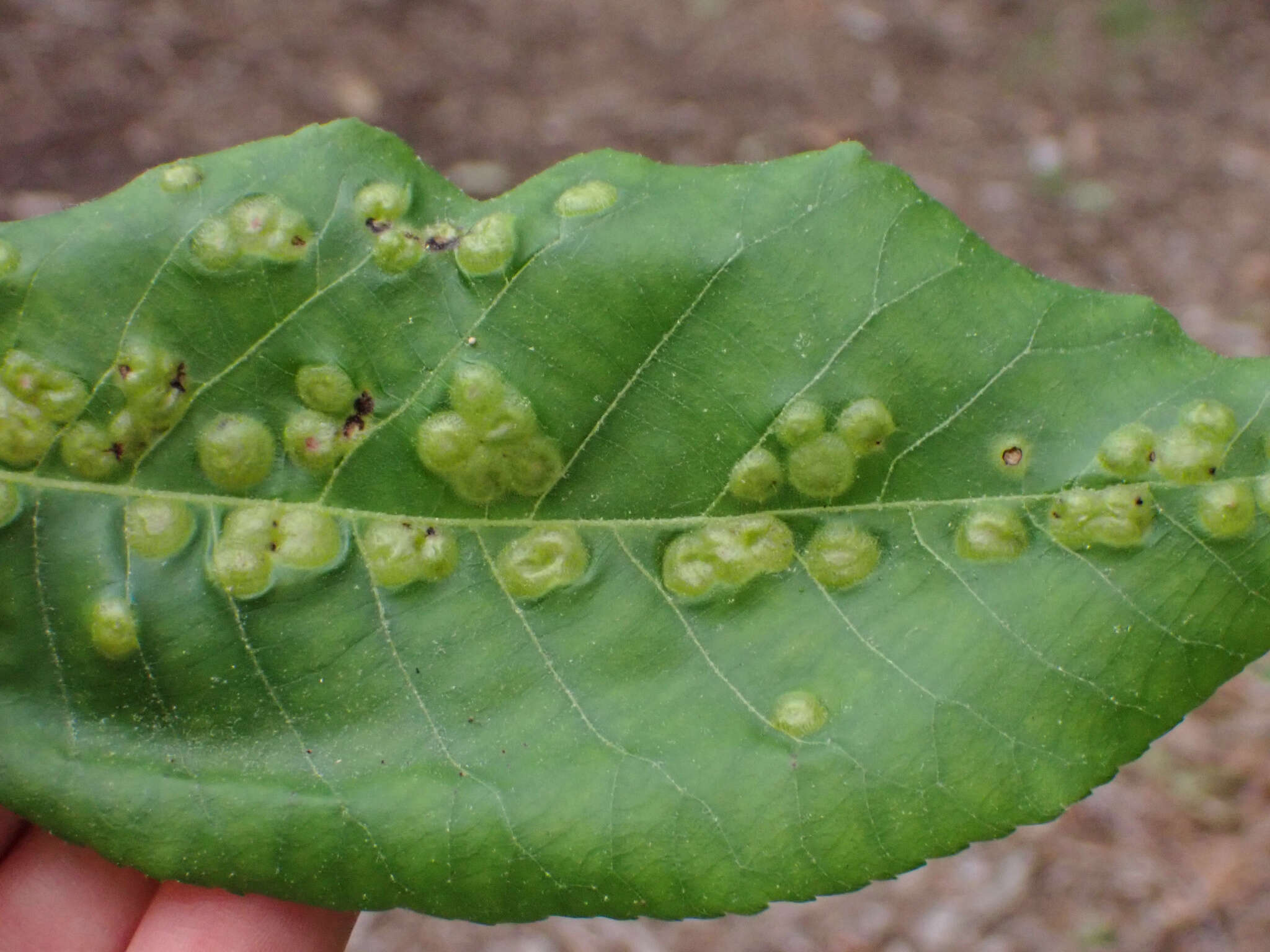 Image of Phylloxera foveola Pergande 1904