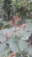 Imagem de Clerodendrum japonicum (Thunb.) Sweet