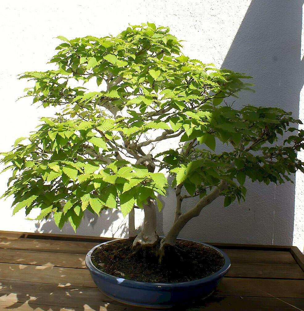 Image of Japanese Beech