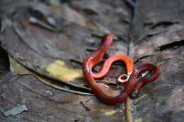 صورة Micrurus langsdorffi (Wagler 1824)