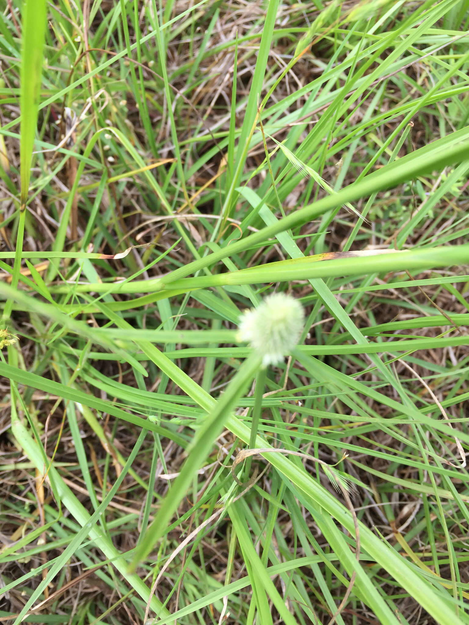 Image of Cyperus sesquiflorus subsp. sesquiflorus