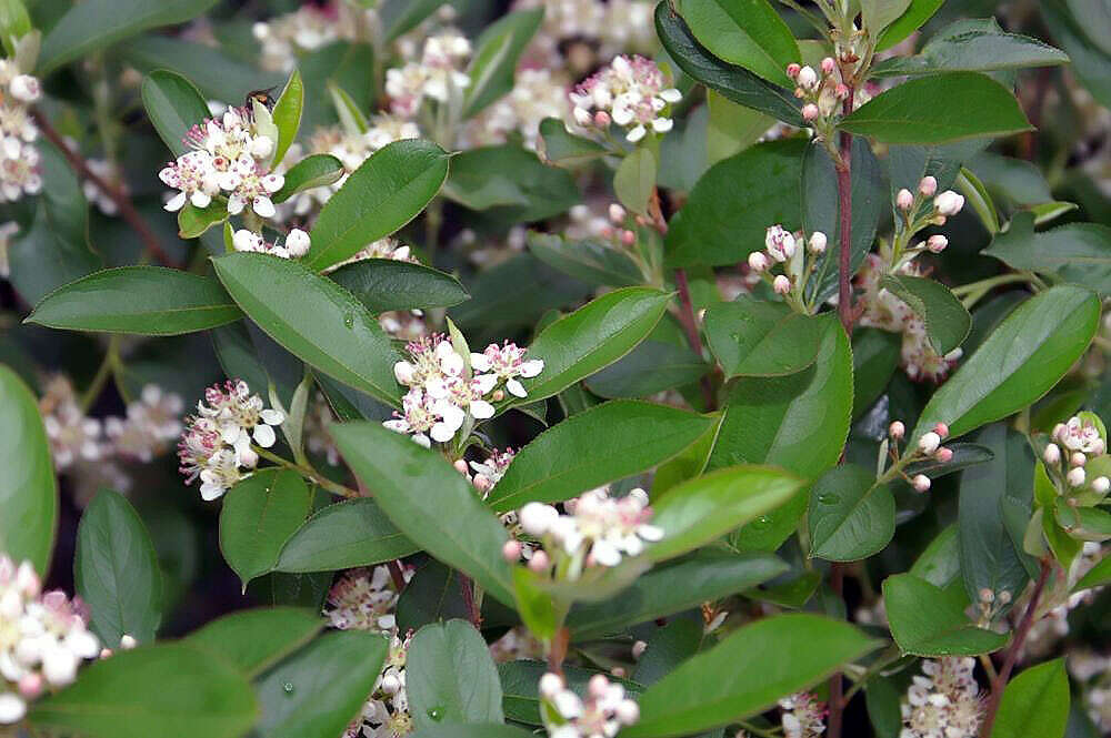 Plancia ëd Aronia melanocarpa (Michx.) Elliott