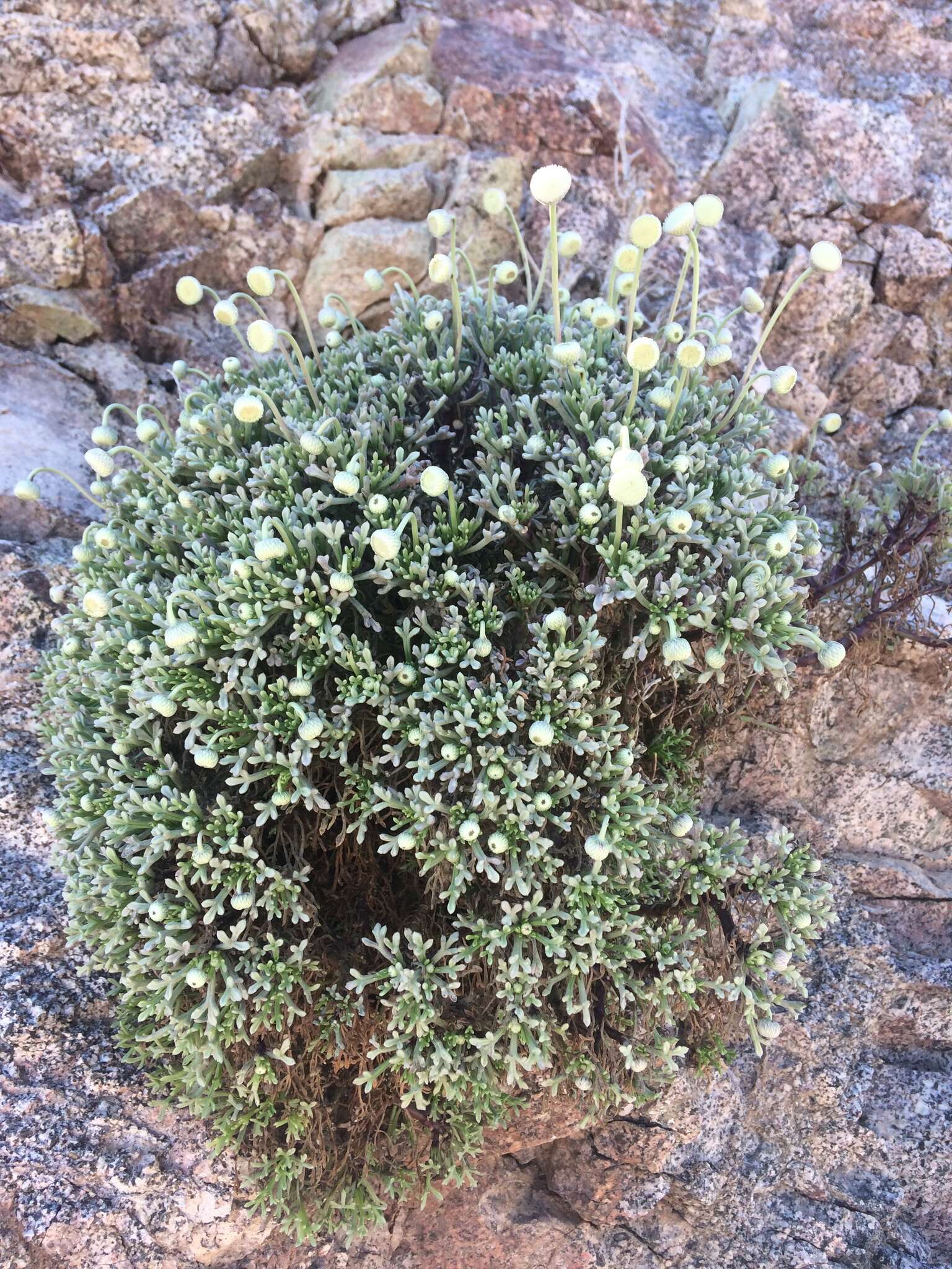 Plancia ëd Hofmeisteria crassifolia S. Wats.