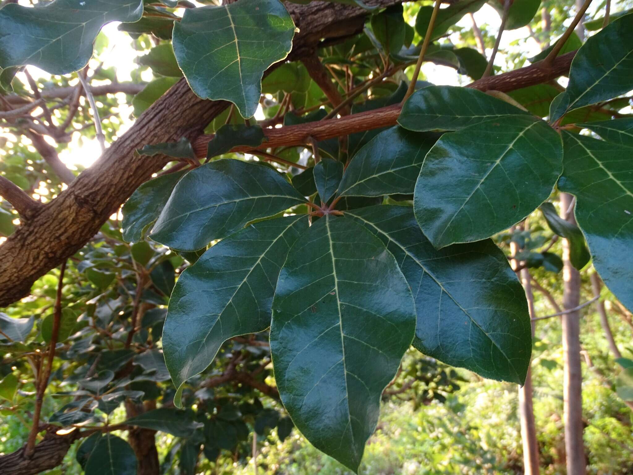 Vitex doniana Sweet resmi