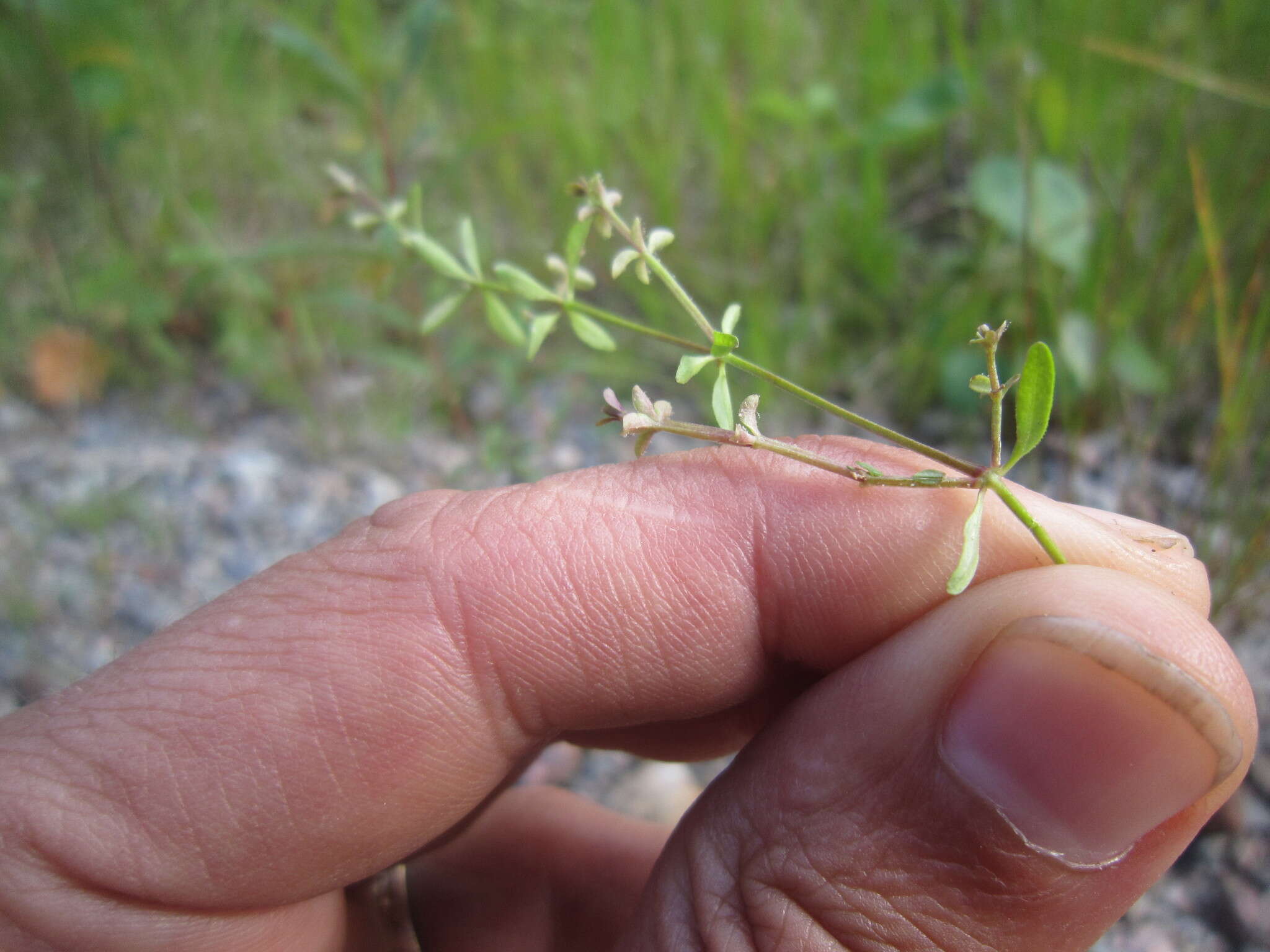 Image of Peronospora galii