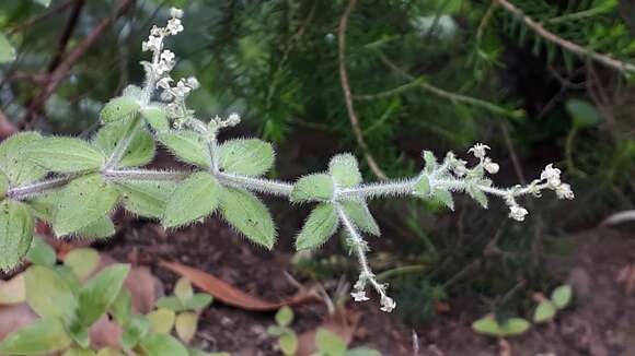 Image of Galium scabrum L.