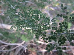 Image de Mimosa bahamensis Benth.