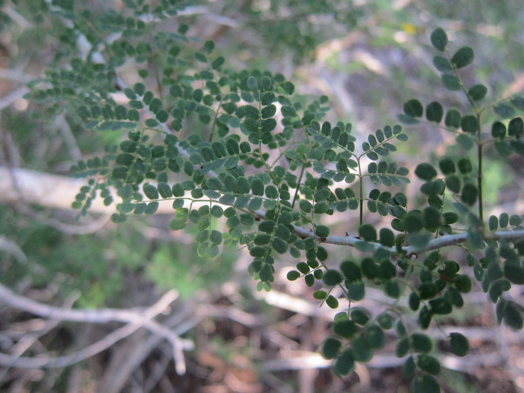 Image de Mimosa bahamensis Benth.